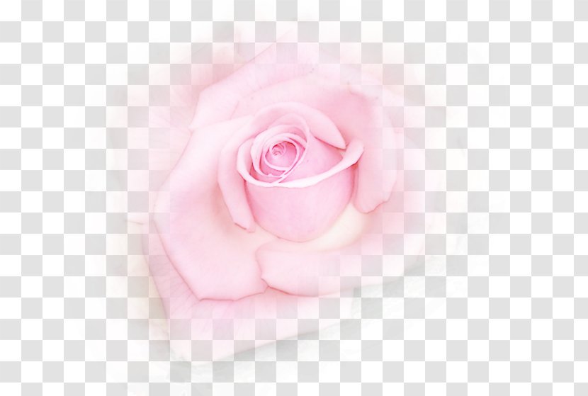 Garden Roses Cabbage Rose Cut Flowers Petal Pink M - Silhouette - Flower Transparent PNG