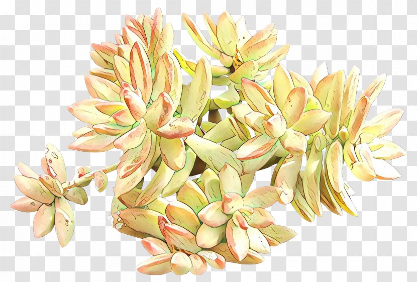 Flower Plant Echeveria Stonecrop Family Flowering Transparent PNG