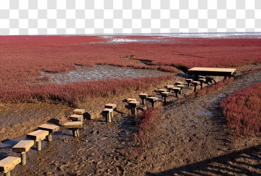 Red Beach Panjin Landscape - Soil - Photos Transparent PNG