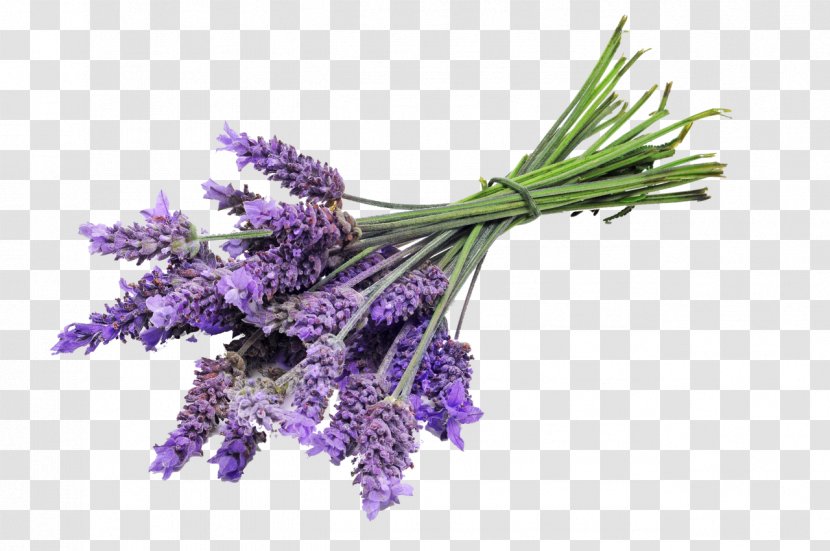 English Lavender Oil Sequim Essential - Skin Transparent PNG