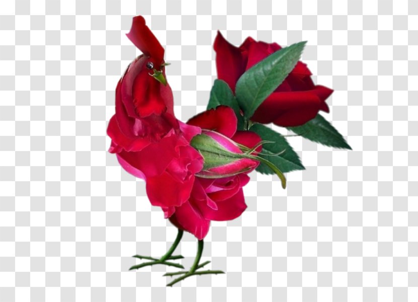 China Rose Water Hip Flower - Flowering Plant - Red Transparent PNG