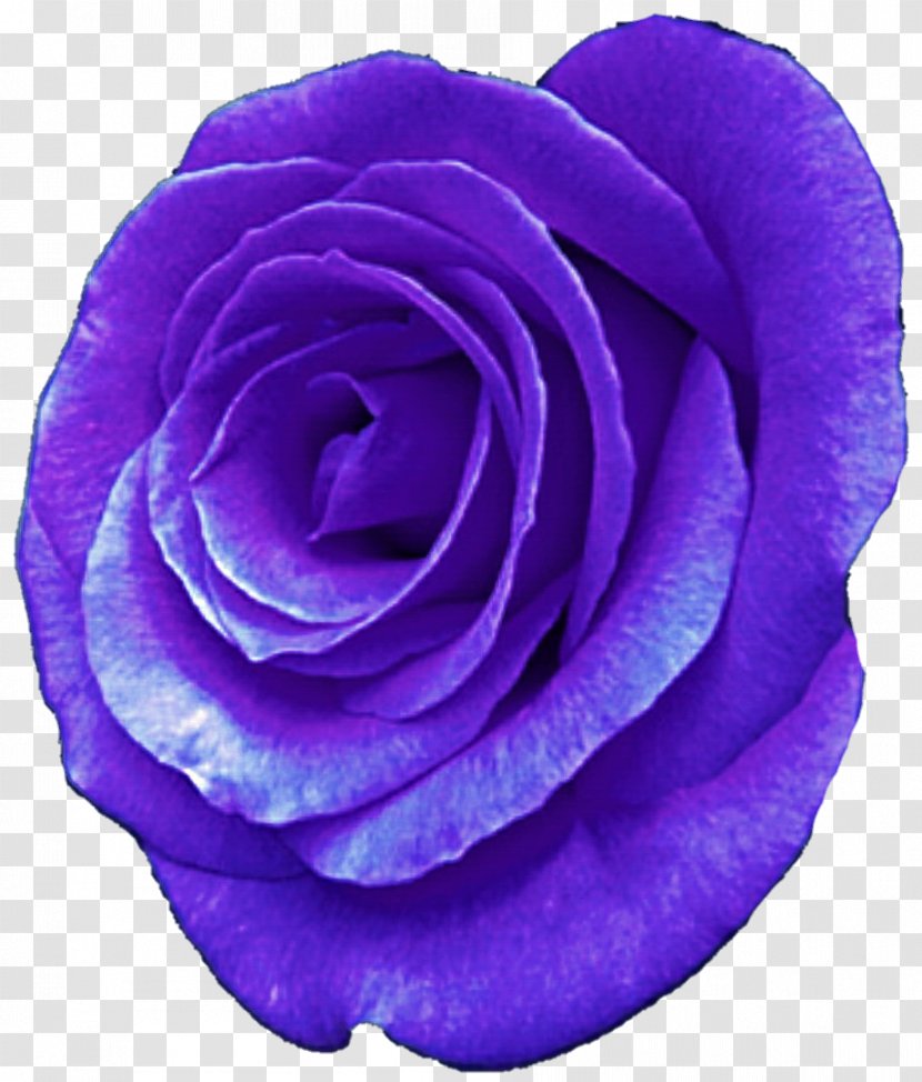 Centifolia Roses Purple Flower Garden Violet - Lavender Transparent PNG