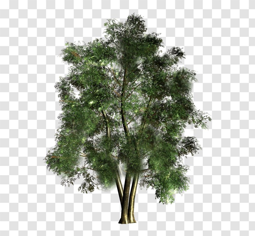 Tree Forest - Woody Plant Transparent PNG