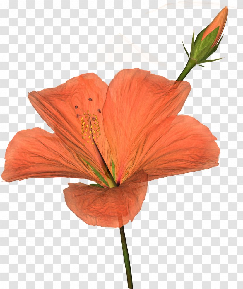 Clip Art - Hibiscus - Flowers Transparent PNG