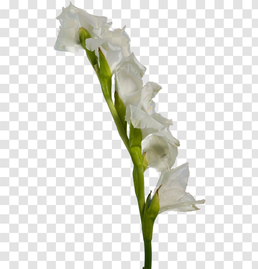 Gladiolus White Flower Clip Art - Floral Design Transparent PNG
