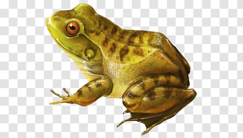 American Bullfrog Amphibian Toad YouTube - Lithobates - Rana Transparent PNG