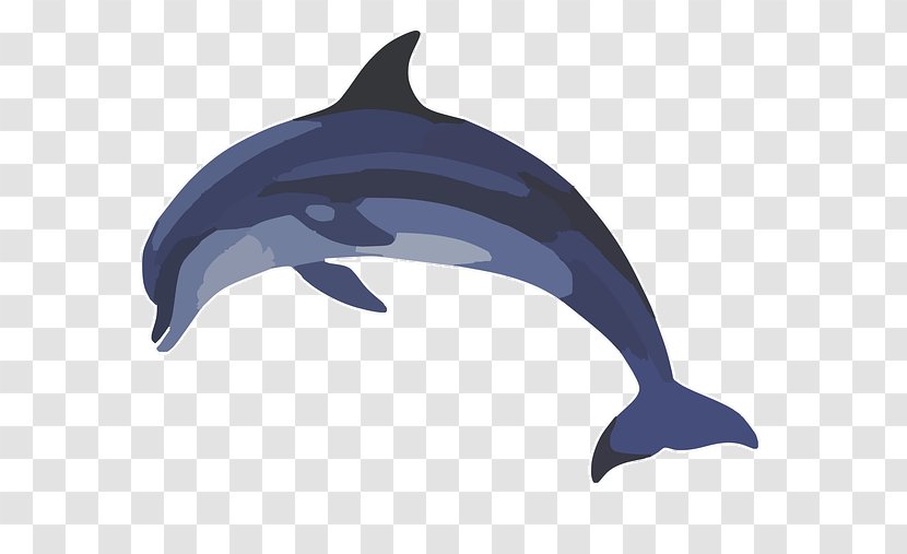 Common Bottlenose Dolphin Clip Art - Fauna - Flippers Transparent PNG