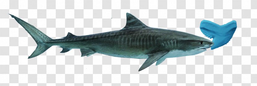 Tiger Shark Great White Squaliform Sharks Bluntnose Sixgill - Lamniformes Transparent PNG