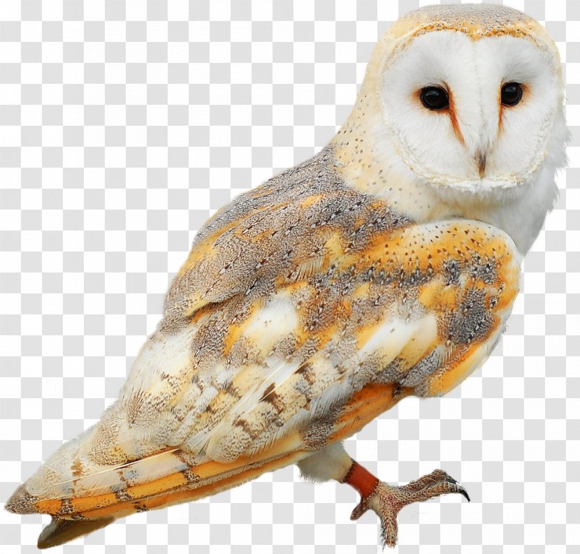 Barn Owl Bird Clip Art - Beak Transparent PNG