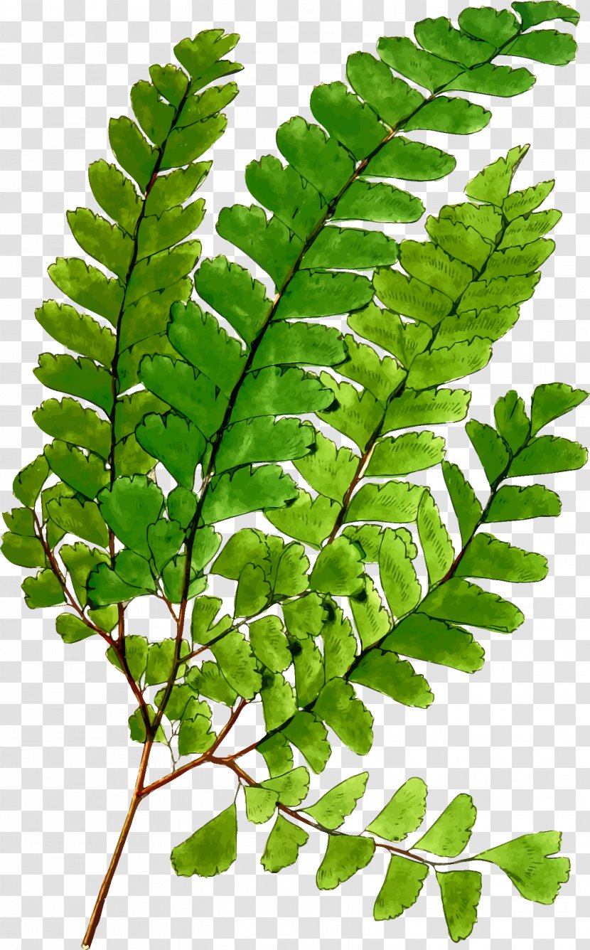 Windows Metafile The Plays Clip Art - Plant - Maidenhair Fern Transparent PNG