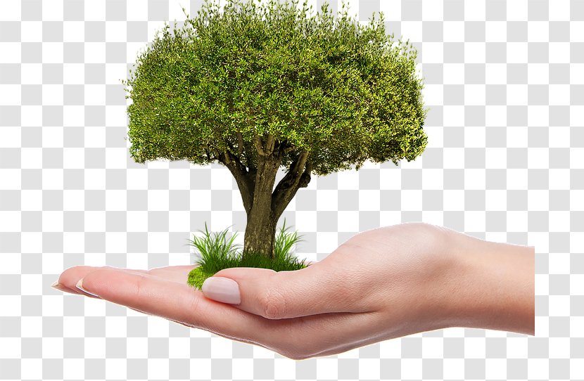 Fruit Tree Planting Seedling - Lemon - Low Carbon Transparent PNG