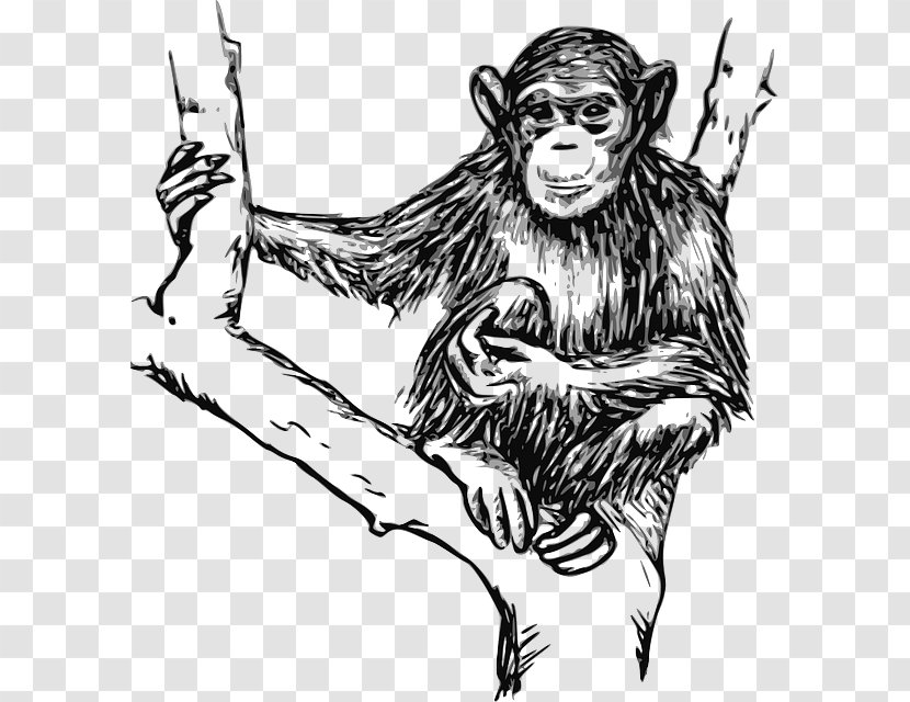 Chimpanzee Ape Line Art Drawing Clip - Human Behavior - Hairy Transparent PNG