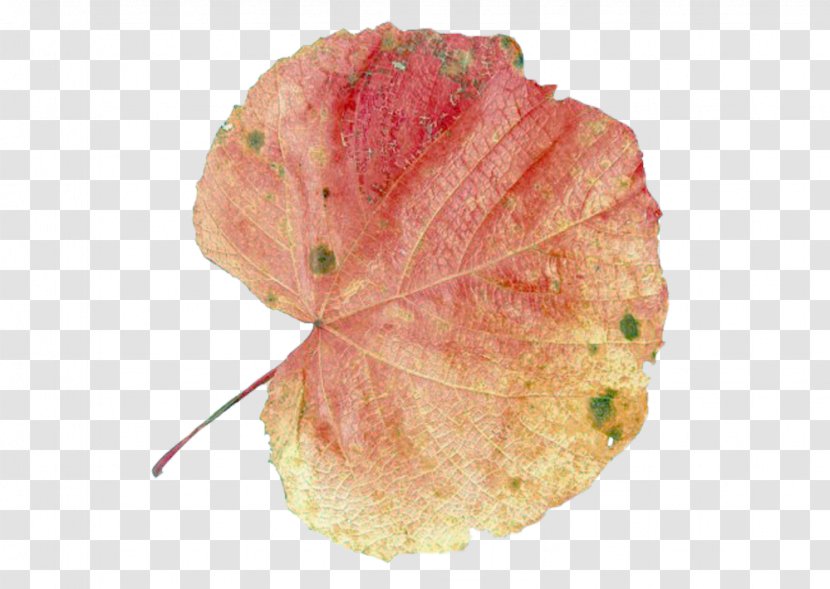 Autumn Leaf Color - Maple Picture Material Alone Transparent PNG