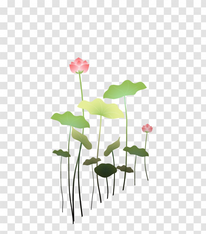 Nelumbo Nucifera Plant Petal Wallpaper - Green - MAK Lotus Transparent PNG