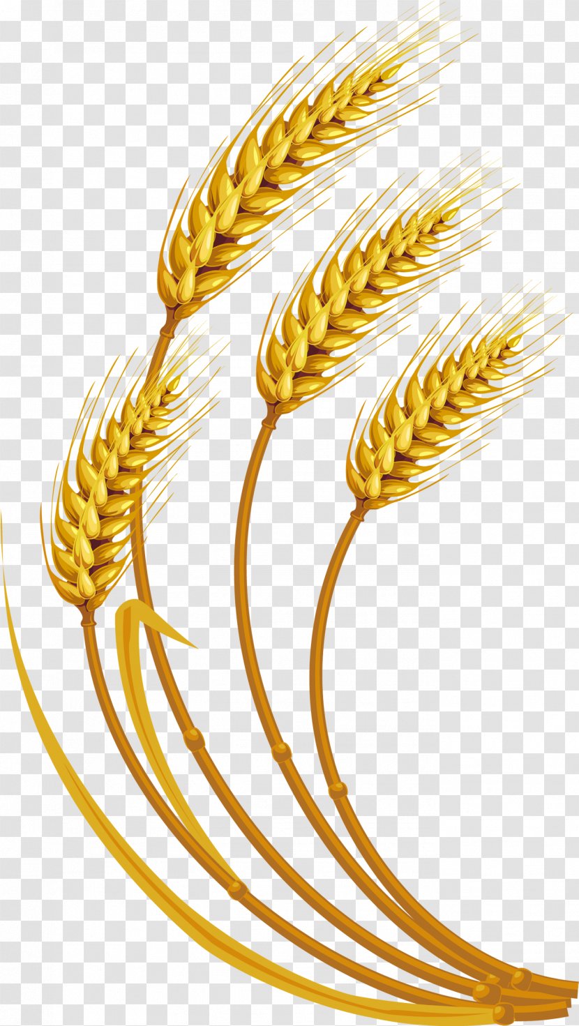 Wheat Grauds Cereal Clip Art Transparent PNG