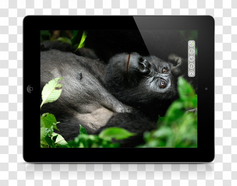 Gorilla Photographer Photography Chimpanzee News - Fauna Transparent PNG