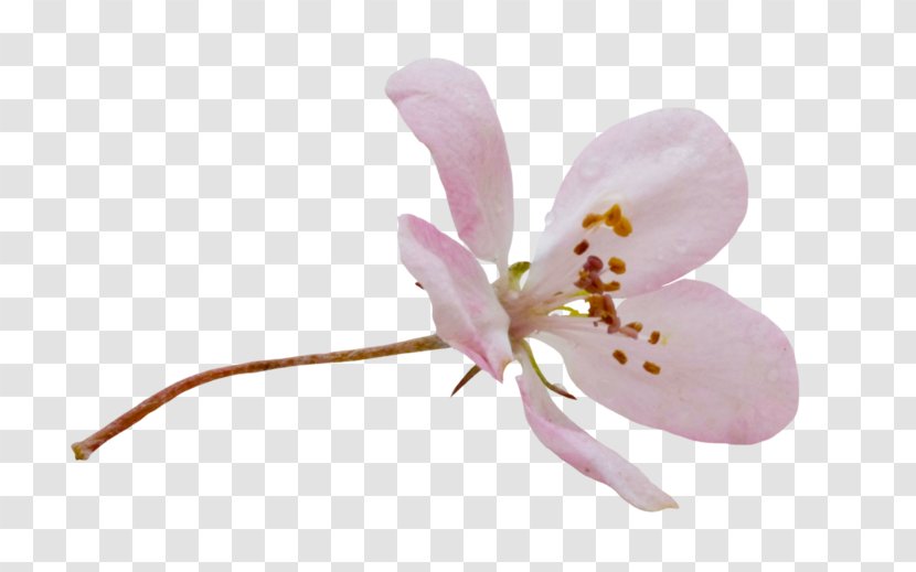Cherry Blossom Cartoon - Alismatales - Moth Orchid Transparent PNG
