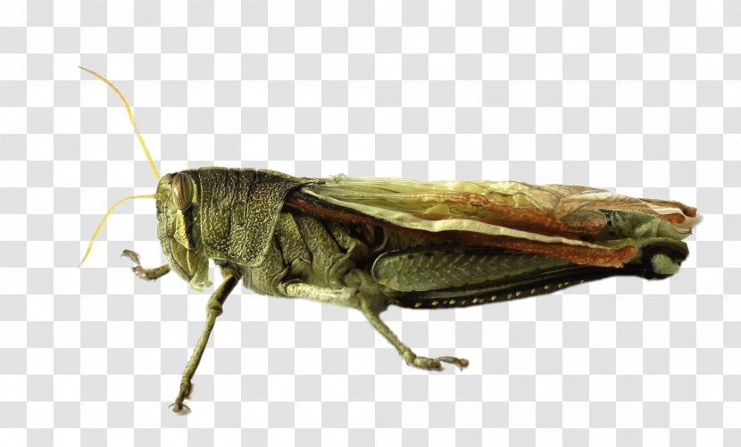 Grasshopper Locust - Bush Crickets Transparent PNG