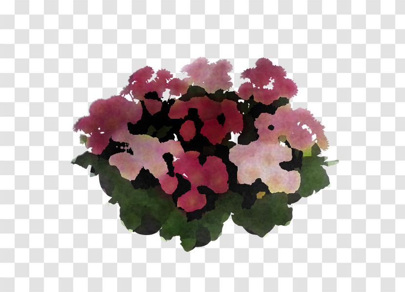Flower Pink Plant Petunia Petal Transparent PNG