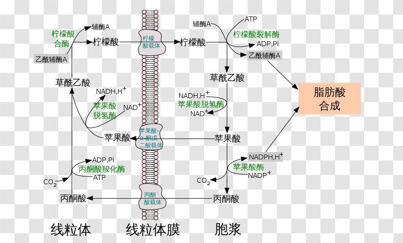 ATP Citrate Lyase Citric Acid 三羧酸轉運體系 Adenosine Triphosphate - Synthase - Alter Transparent PNG