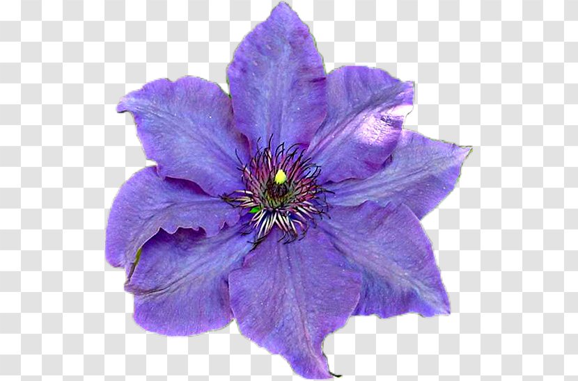 Leather Flower Annual Plant Violet Family - Petal Transparent PNG