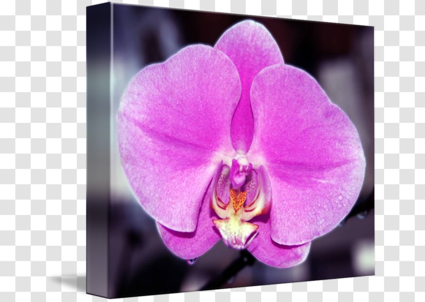 Plant Violet Moth Orchids Lilac - Viola - Pink Orchid Transparent PNG