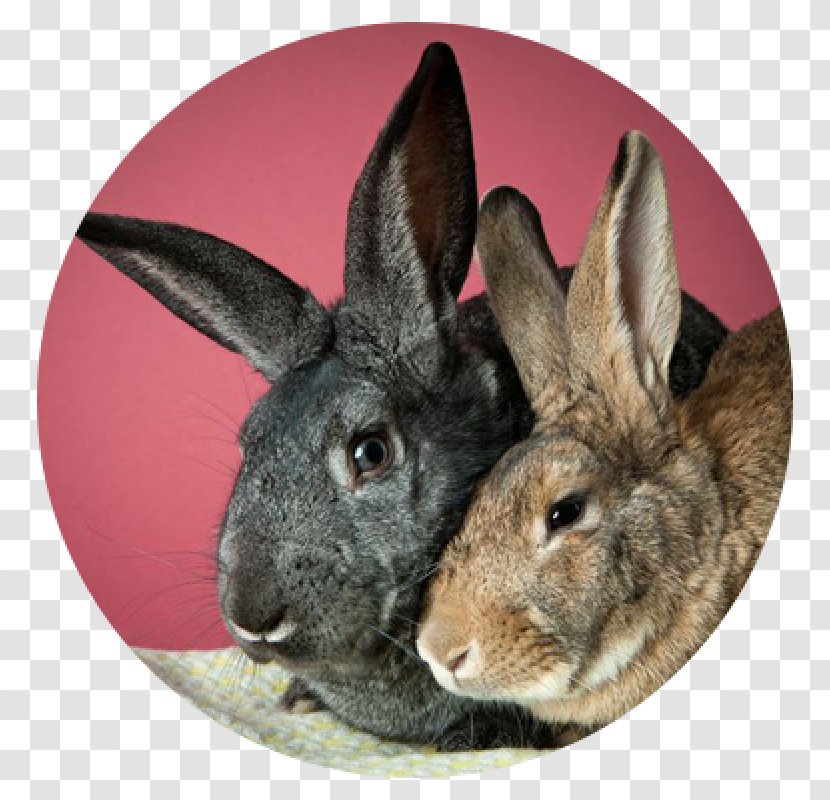 Domestic Rabbit Humane Society Of Chittenden County Pet Adoption Hare - Good Neighbor Day Transparent PNG