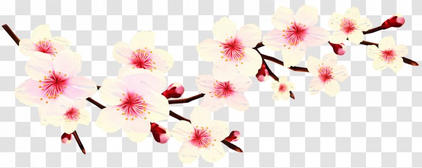 Cherry Blossom Clip Art Image - Cherries Transparent PNG