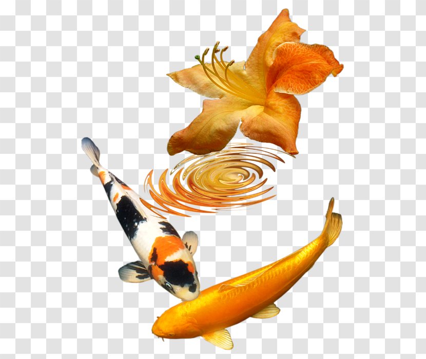 Koi Fish - Orange Transparent PNG