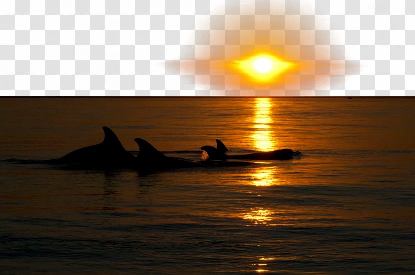 Sunlight Download - Reflex - Golden Sunshine Sea Transparent PNG