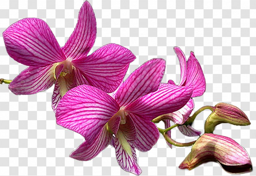 Moth Orchids Dendrobium Cattleya - Ceiling - Orchid Transparent PNG