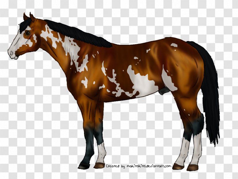 Mare Foal Stallion Colt American Saddlebred - Horse Like Mammal - Mustang Transparent PNG