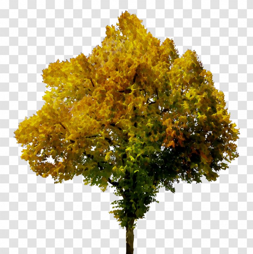 Image Tree Autumn Clip Art - Deciduous - Maple Transparent PNG