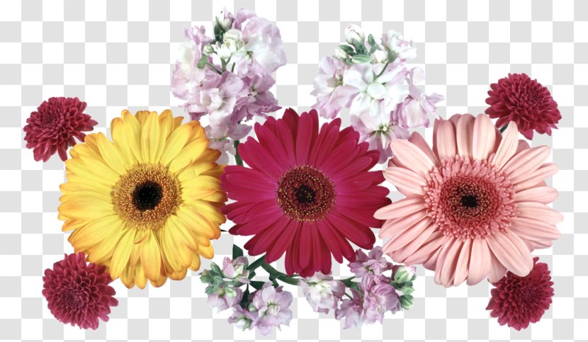 Transvaal Daisy Cut Flowers Chrysanthemum GIF - Flowering Plant - Mothers Day Florist Transparent PNG