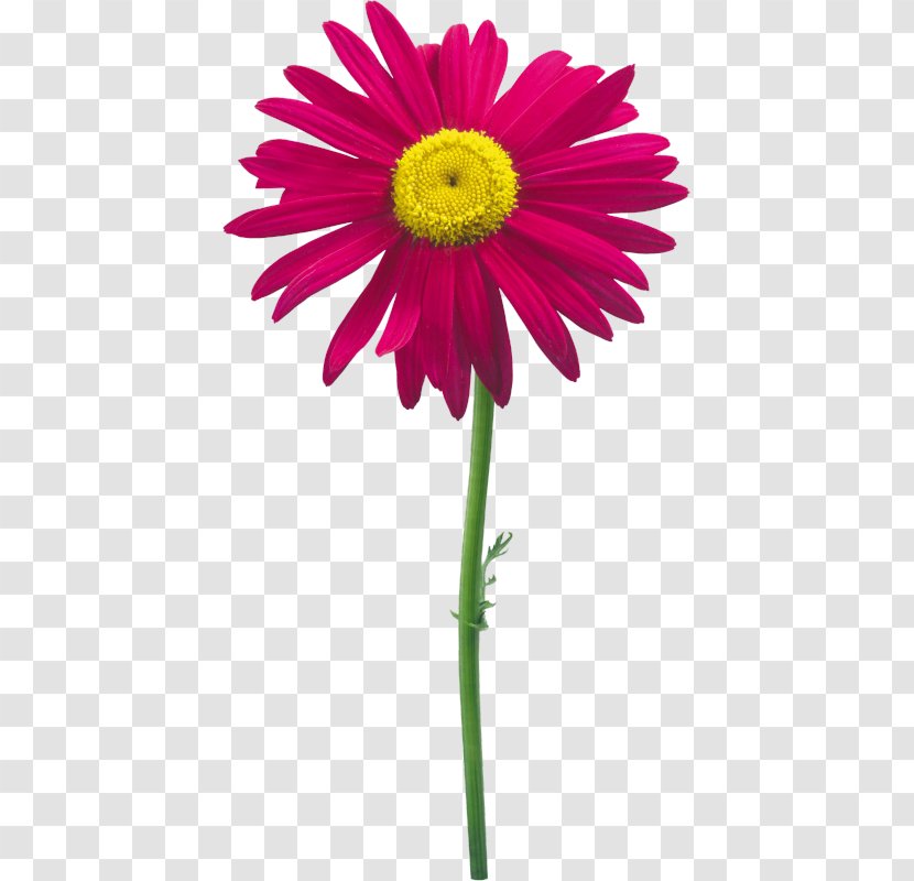 Cut Flowers Transvaal Daisy Petal - Gerbera - Flower Clip Art Download Transparent PNG