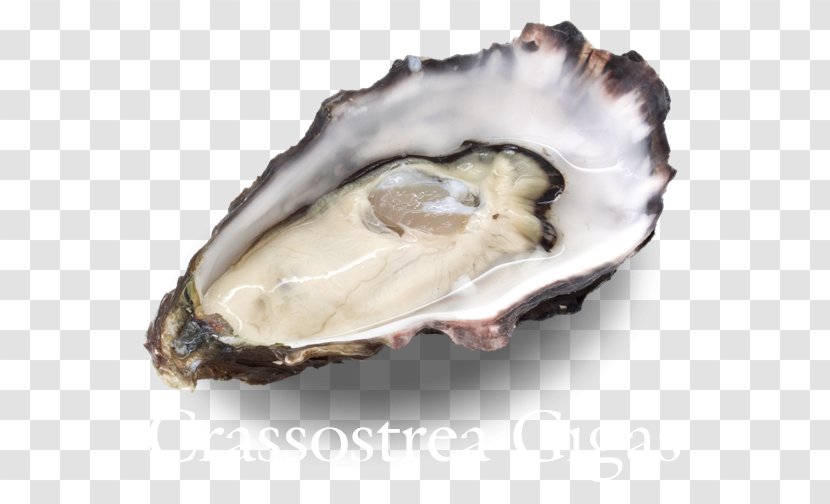 Oyster Wellfleet Food Hatred: Or, The Vindictive Father: A Tale Of Sorrow; Health - Mineral Transparent PNG