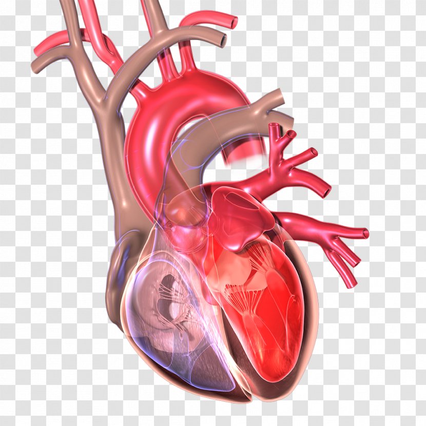 National Heart, Lung, And Blood Institute Myocardial Infarction Cardiac Arrest - Flower - Heart Transparent PNG