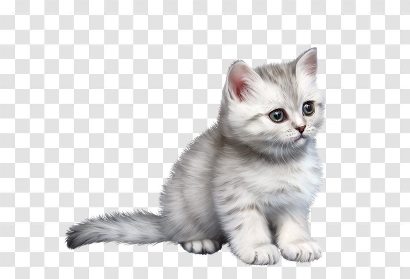American Shorthair Malayan Cat Burmilla Wirehair Ragamuffin - Persian - Kitten Transparent PNG