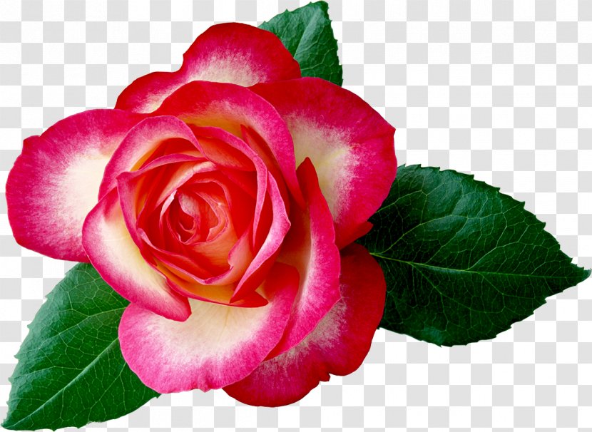 Rose Flower Desktop Wallpaper Clip Art - Petal - Pink Peach Transparent PNG
