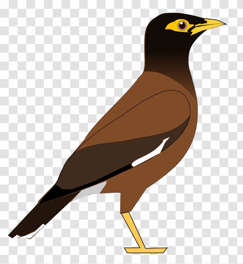 Common Myna Bird Hill Clip Art - Beak - Cartoon Transparent PNG