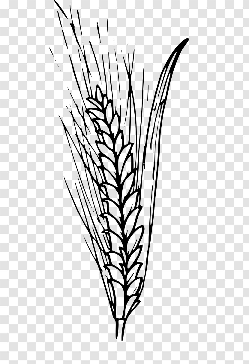 Drawing Of Family - Wheat - Food Grain Twig Transparent PNG