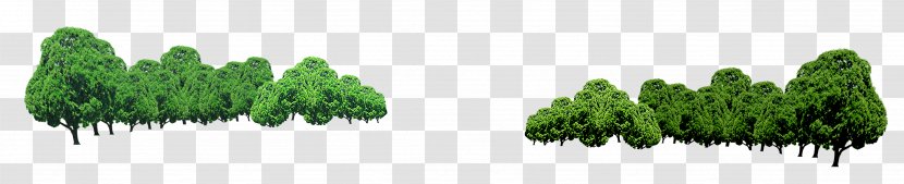 Tree Transparency And Translucency - Biome - Forest Transparent PNG