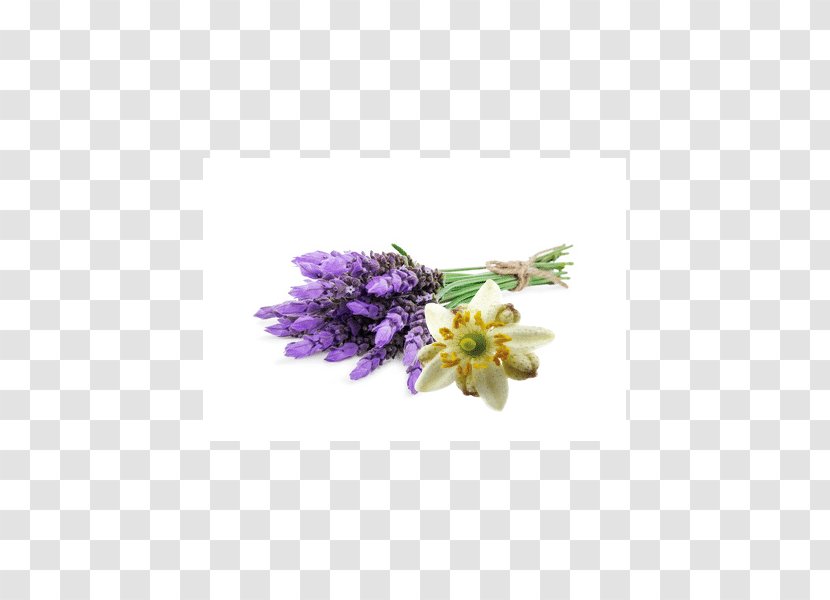 Lavender Flower Violet Garden Roses Herb - Petal Transparent PNG