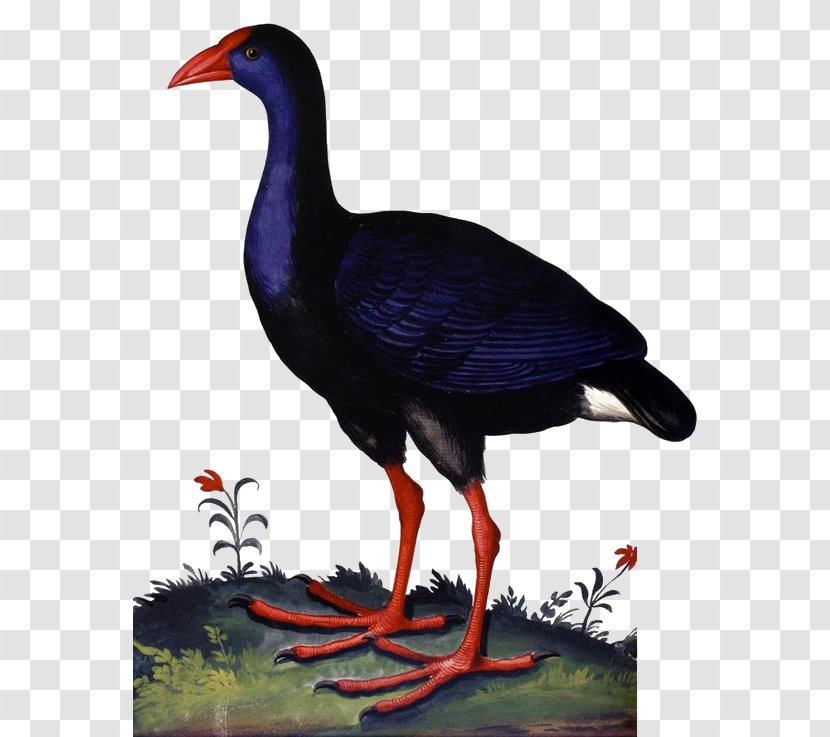 University Of Bologna Duck Monstrorum Historia Western Swamphen - Ducks Geese And Swans - Black Transparent PNG