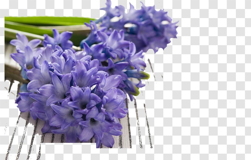 Hyacinthus Orientalis Hyacinthaceae Narcissus Tazetta Pseudonarcissus Bulb - Grape Hyacinth - Lavender Bouquet Transparent PNG