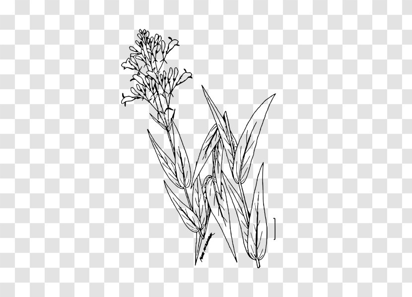 Twig /m/02csf Line Art Drawing Plant Stem - Monochrome - Leaf Transparent PNG