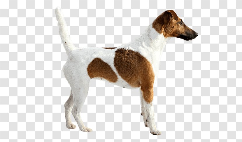 Smooth Fox Terrier Jack Russell English Foxhound Parson Miniature - American Transparent PNG
