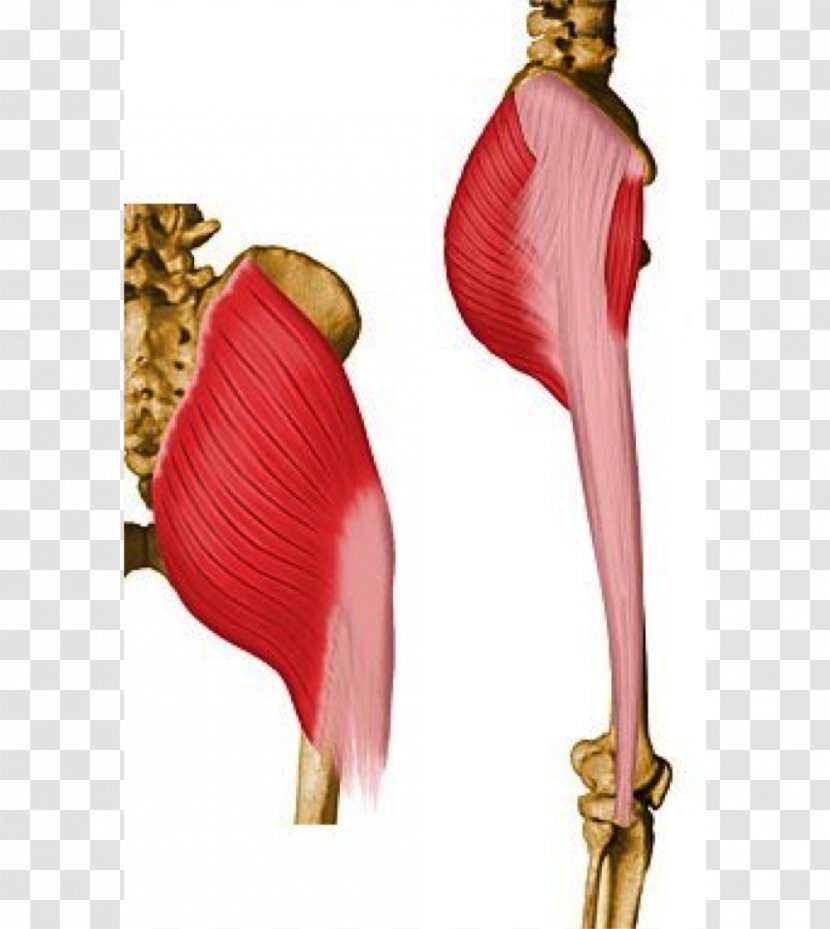 Gluteus Maximus Gluteal Muscles Medius Pelvis - Frame - Watercolor Transparent PNG