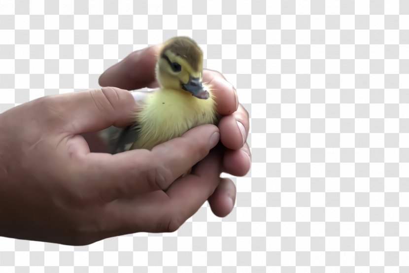 Bird Duck Water Ducks, Geese And Swans Beak - Livestock - Adaptation Transparent PNG