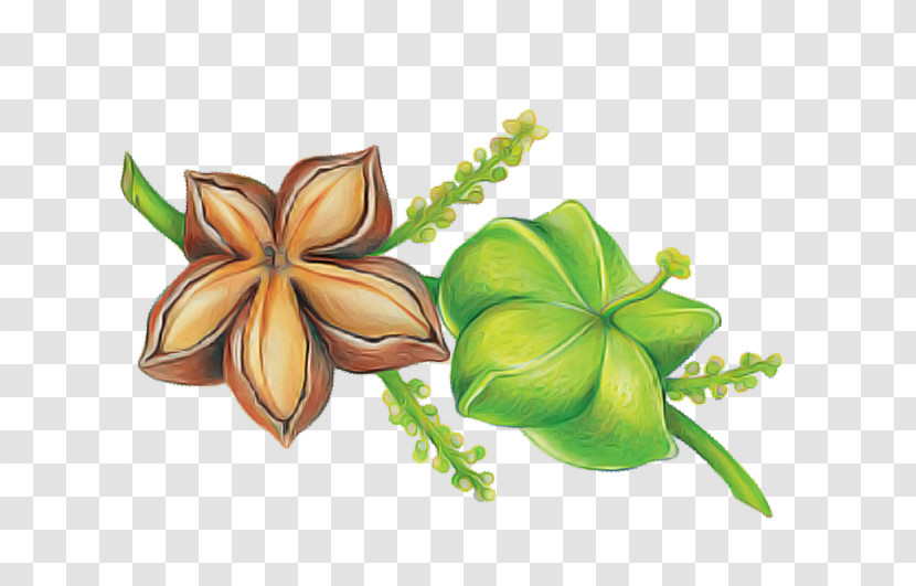 Flower Petal Plant Biology Science Transparent PNG